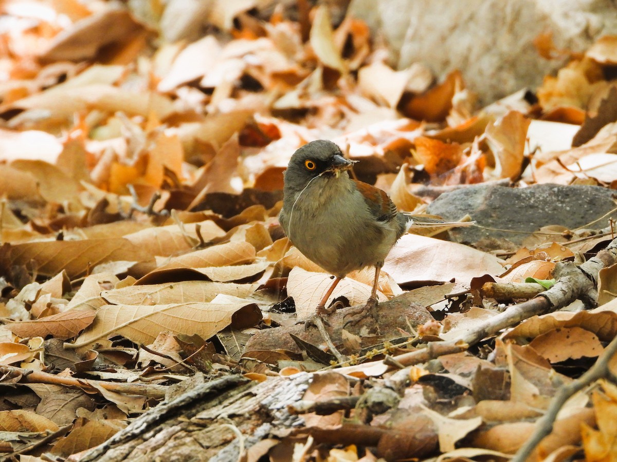 Junco aux yeux jaunes - ML620476517