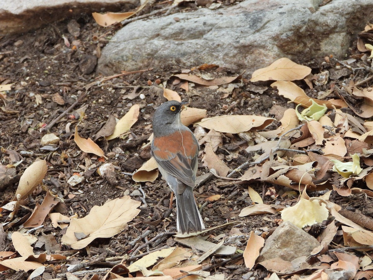 Yellow-eyed Junco - ML620476518