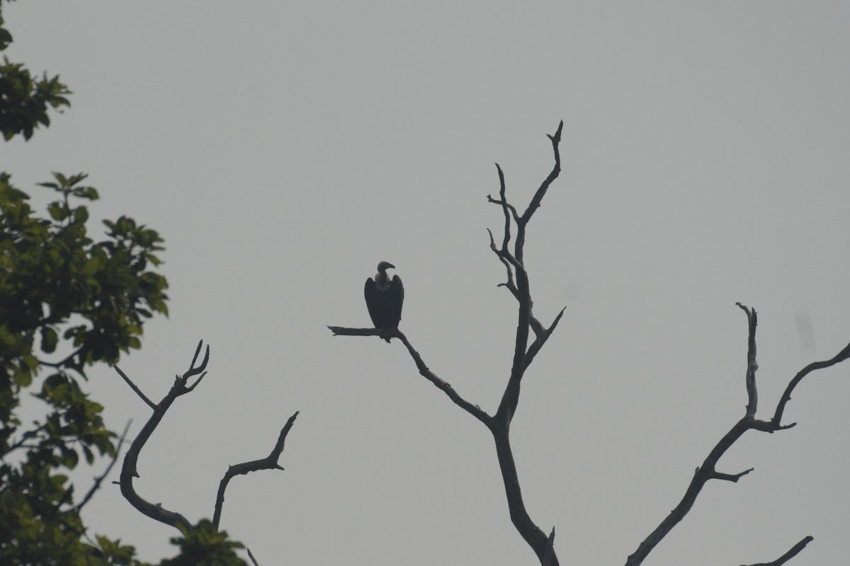 Indian Vulture - ML620476519