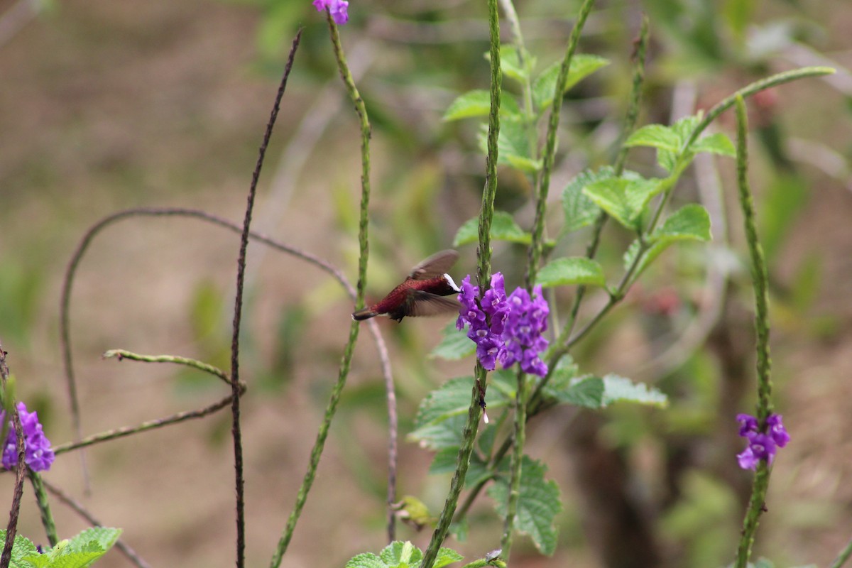 Colibrí Coroniblanco - ML620476520