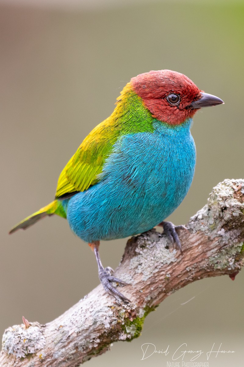 Bay-headed Tanager - ML620476529
