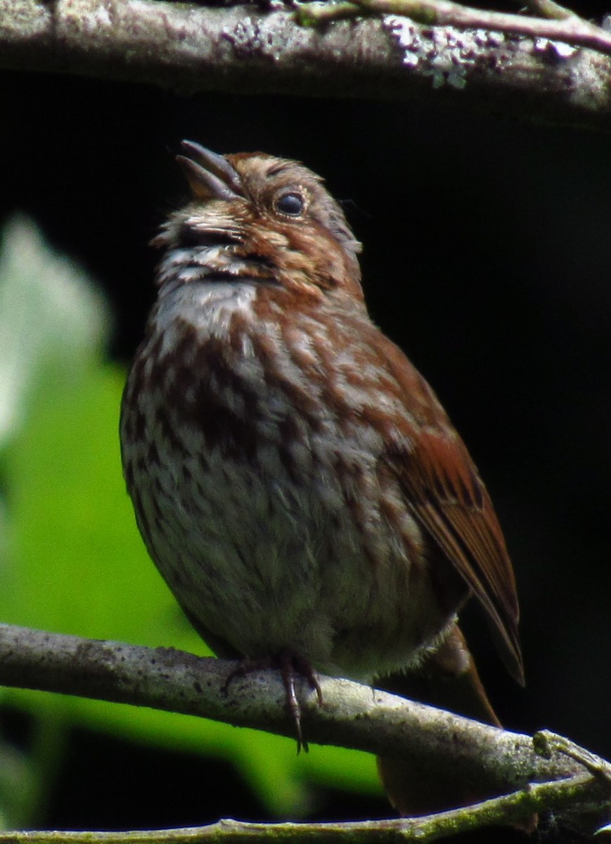 Song Sparrow - damon taylor