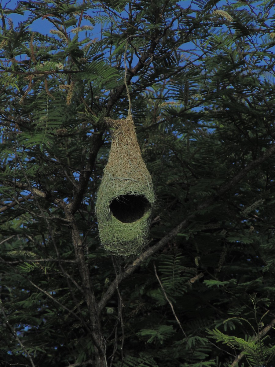 Baya Weaver - ML620476532