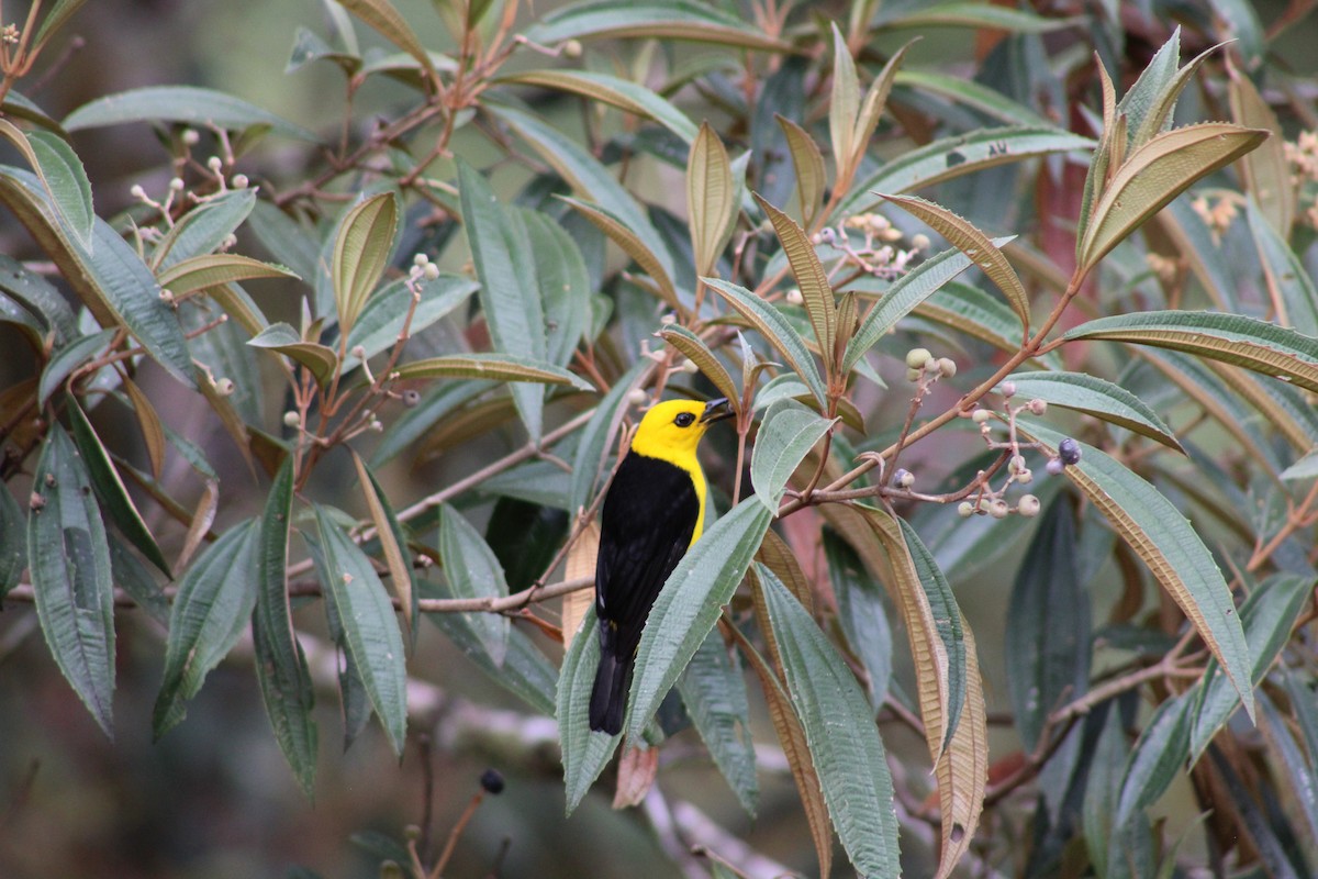 Black-and-yellow Tanager - Elena Boughton