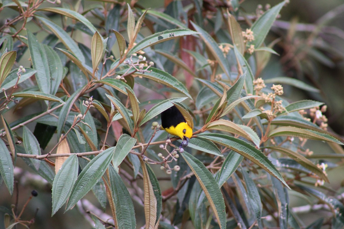 Black-and-yellow Tanager - ML620476540