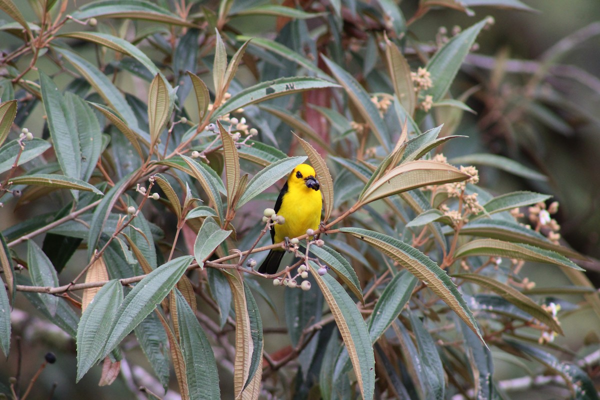 Black-and-yellow Tanager - ML620476541