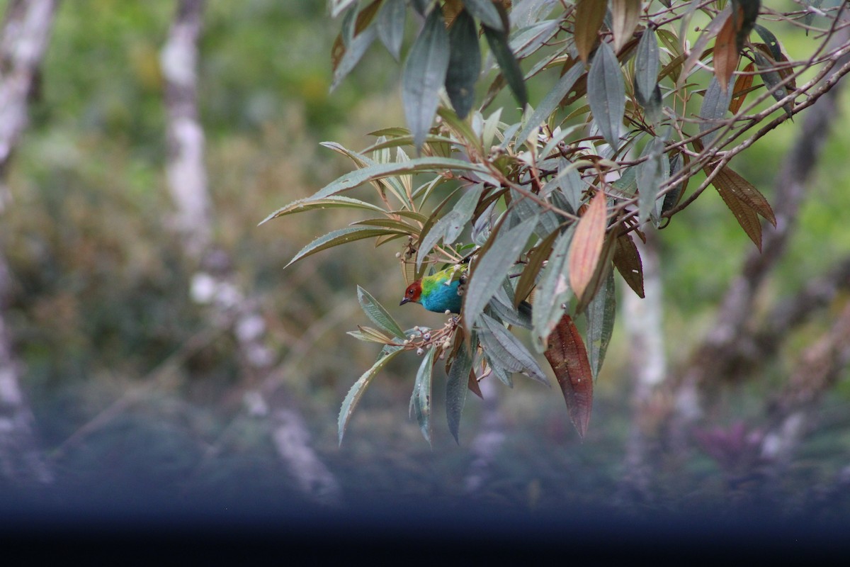 Bay-headed Tanager - ML620476544