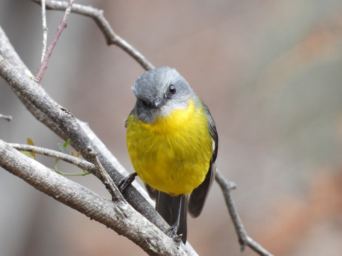 Eastern Yellow Robin - ML620476545