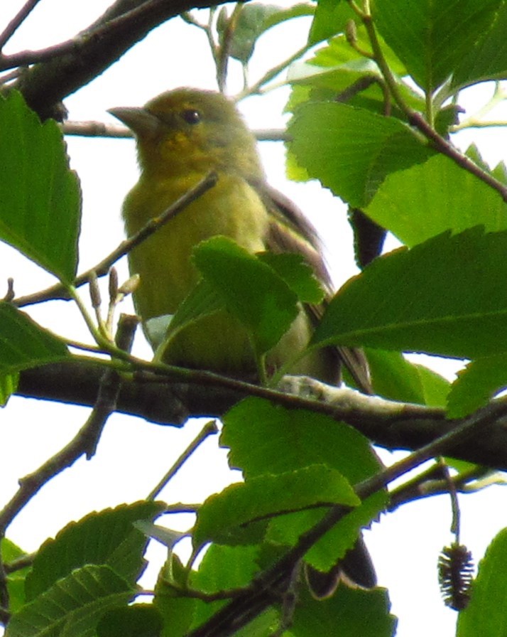 Western Tanager - ML620476556