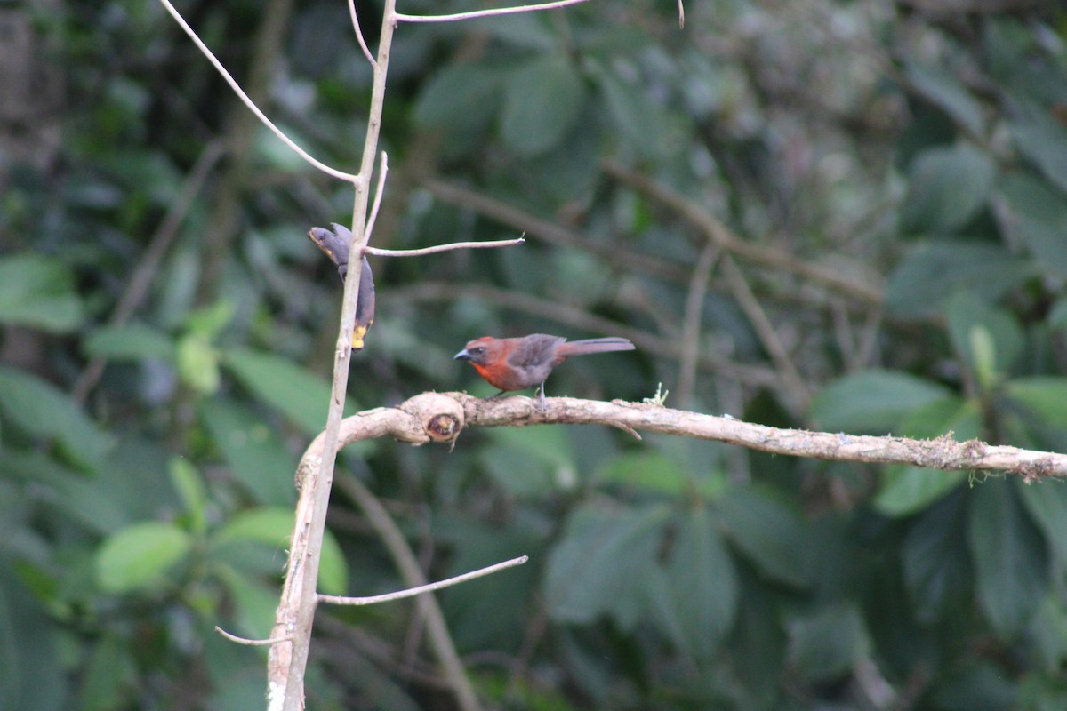 Red-throated Ant-Tanager - ML620476558