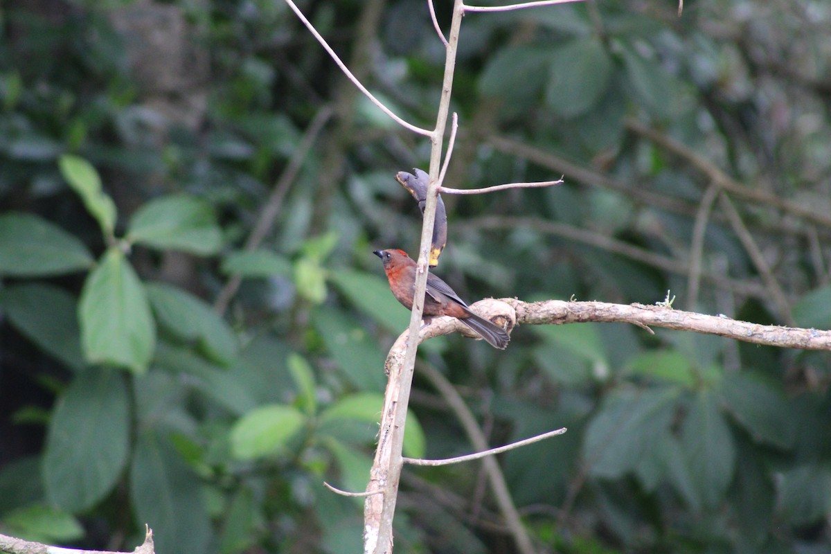 Red-throated Ant-Tanager - ML620476559