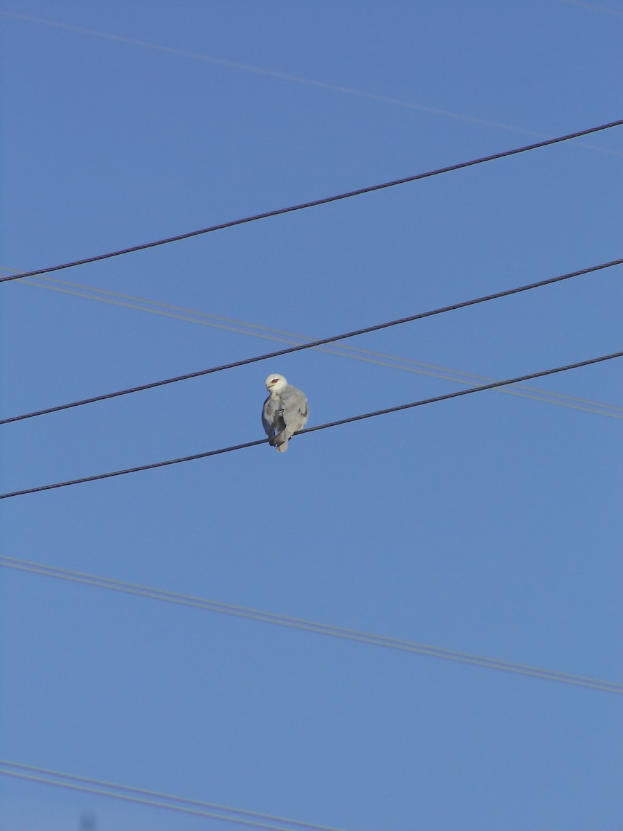 Black-winged Kite - ML620476563