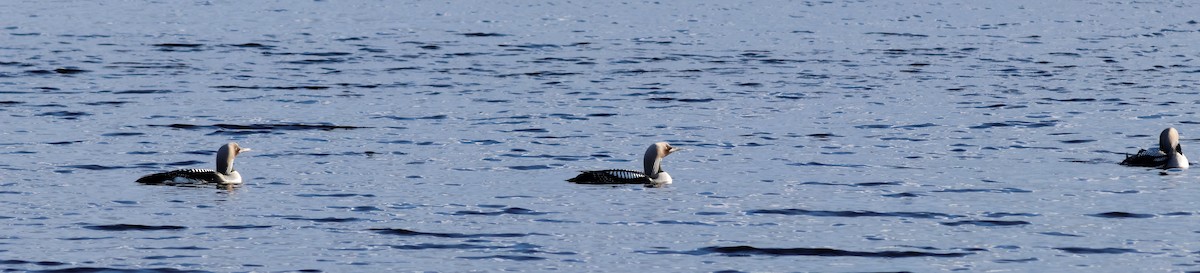 Arctic Loon - ML620476565