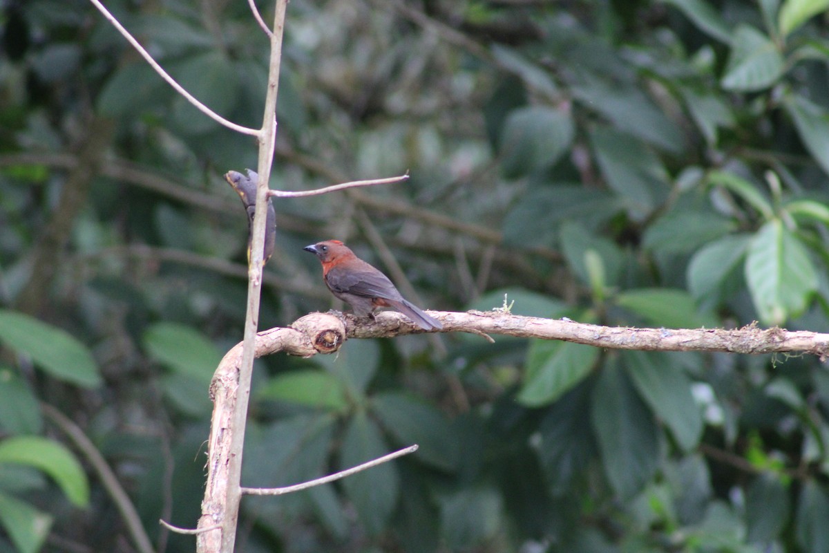 Red-throated Ant-Tanager - ML620476566