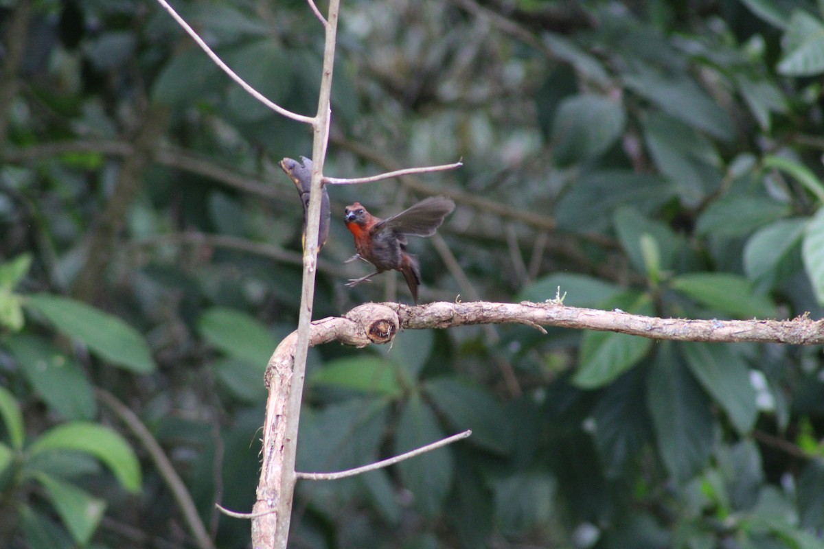 Red-throated Ant-Tanager - ML620476567