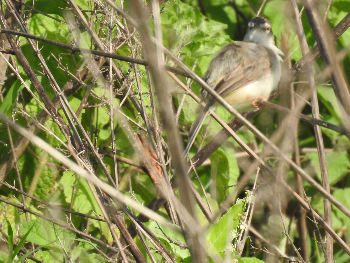 Gray-breasted Prinia - dineshbharath kv