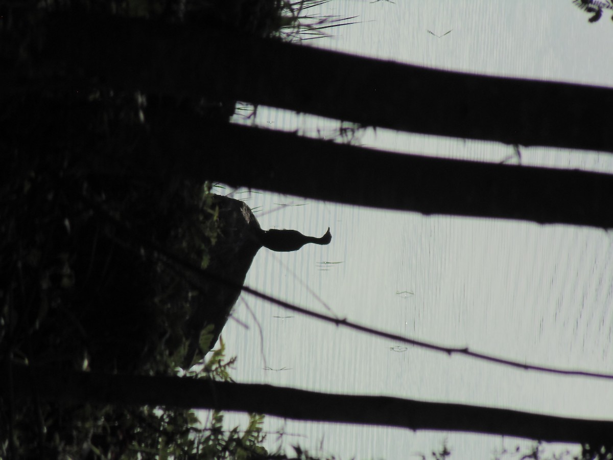 Little Cormorant - ML620476569