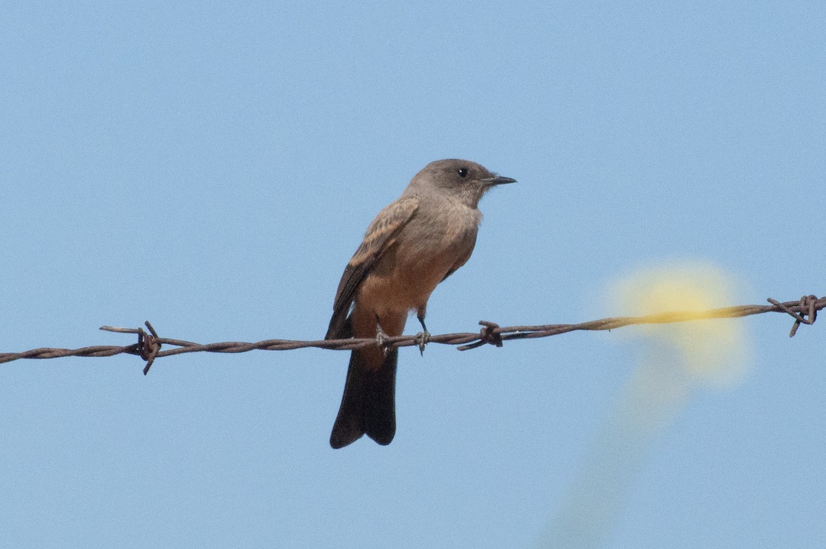 Say's Phoebe - ML620476573