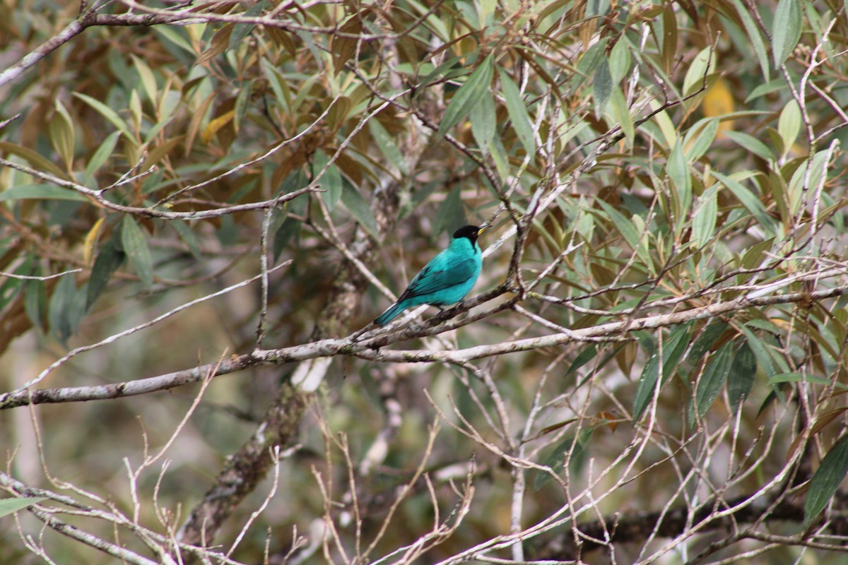 Green Honeycreeper - ML620476575