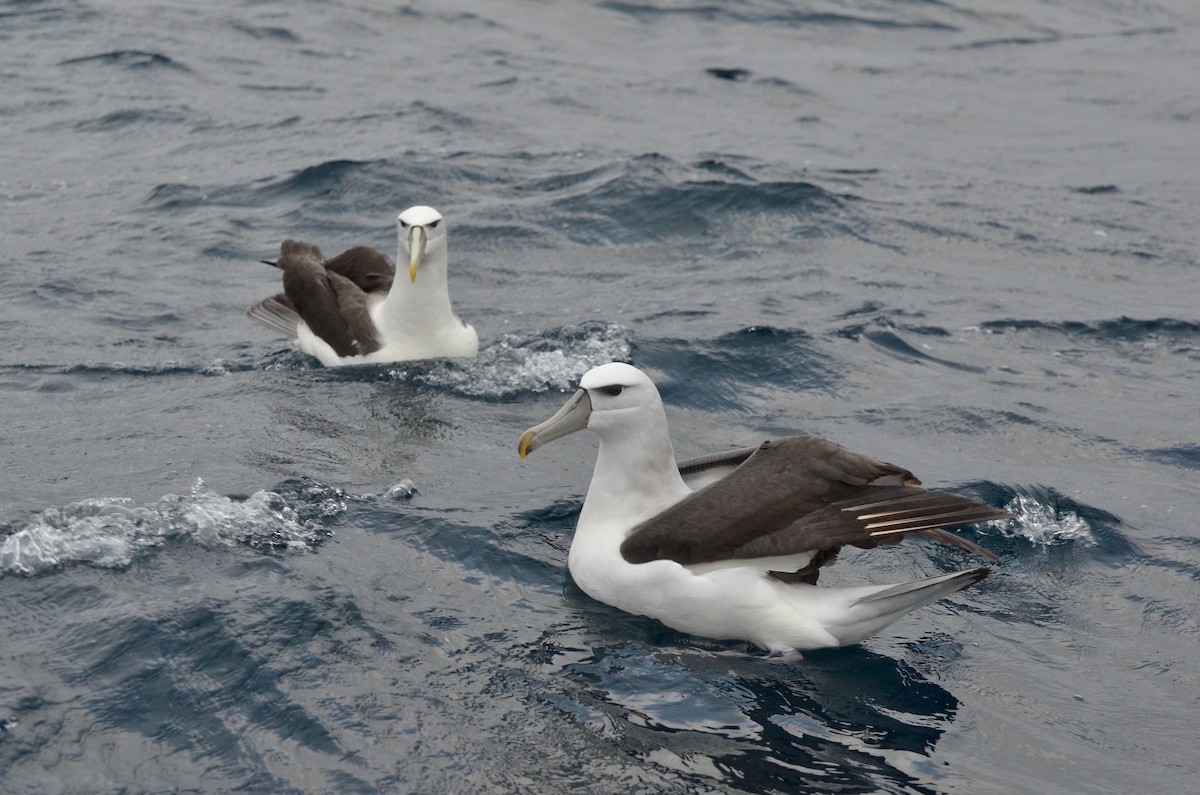 albatros šelfový - ML620476578