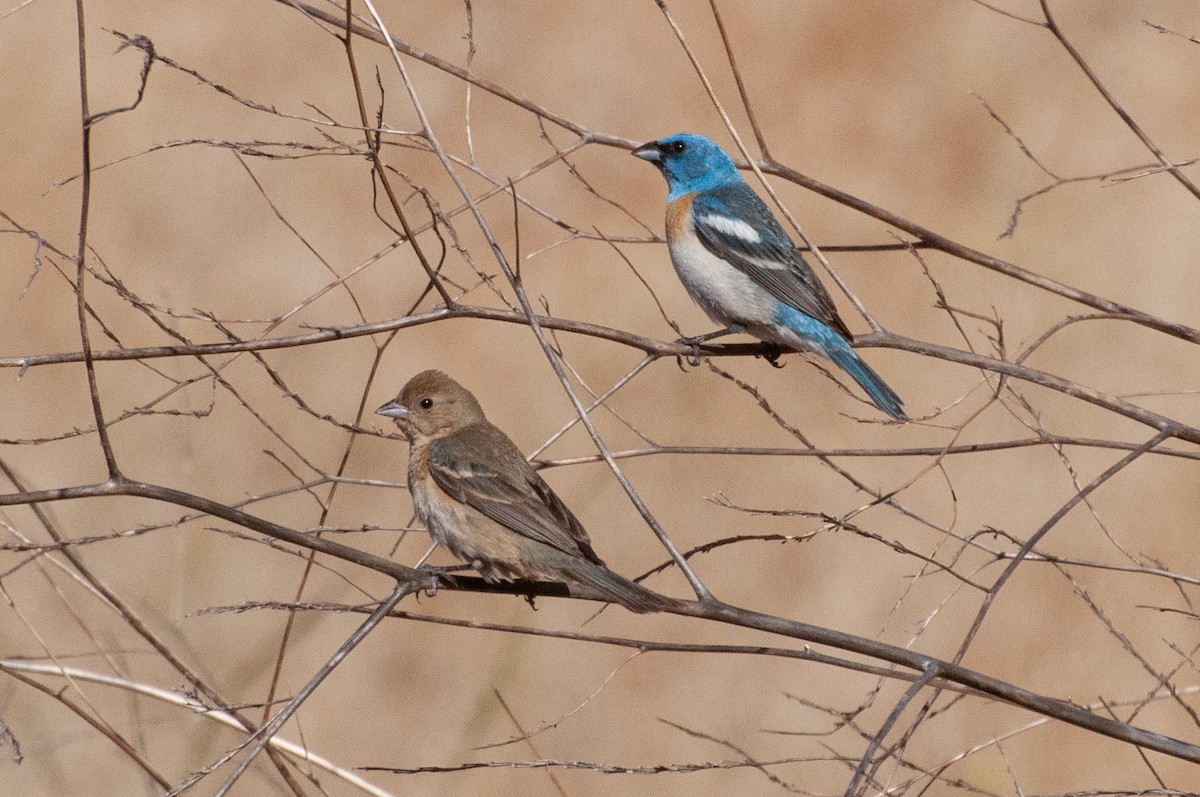 Lazuli Bunting - ML620476580