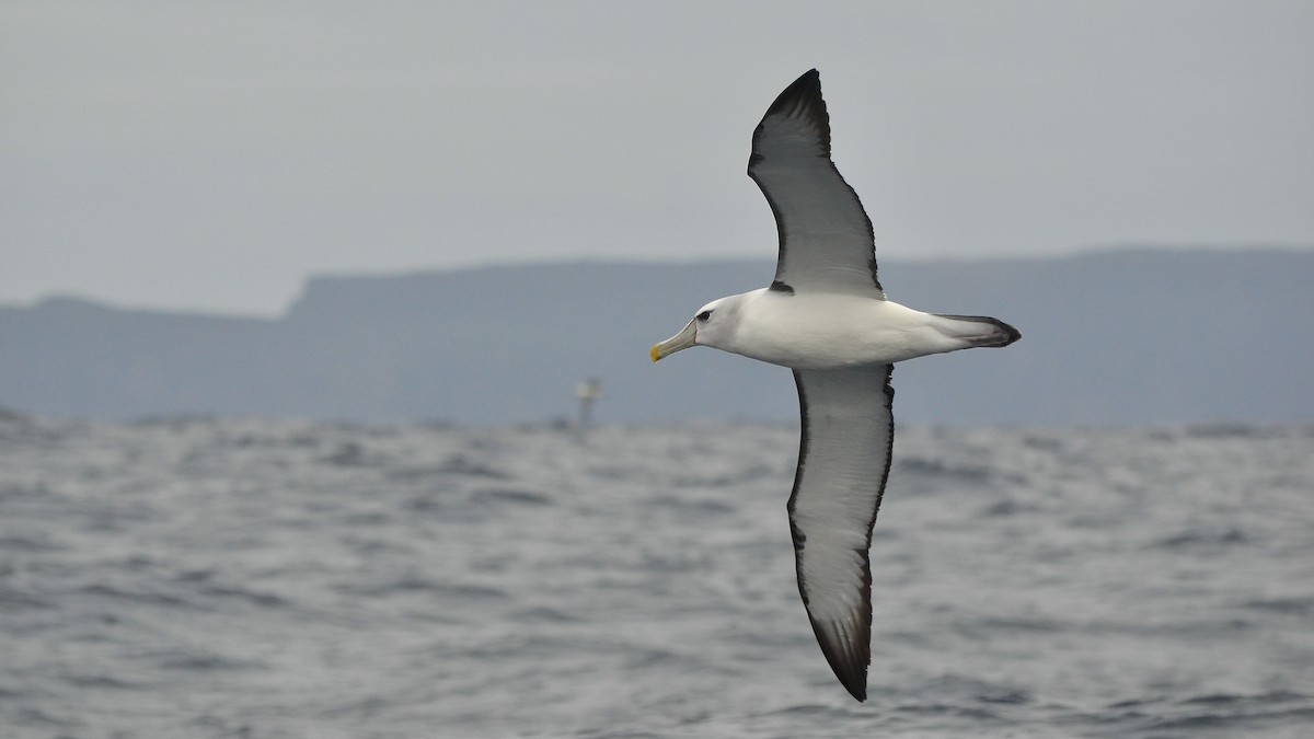 White-capped Albatross - ML620476582