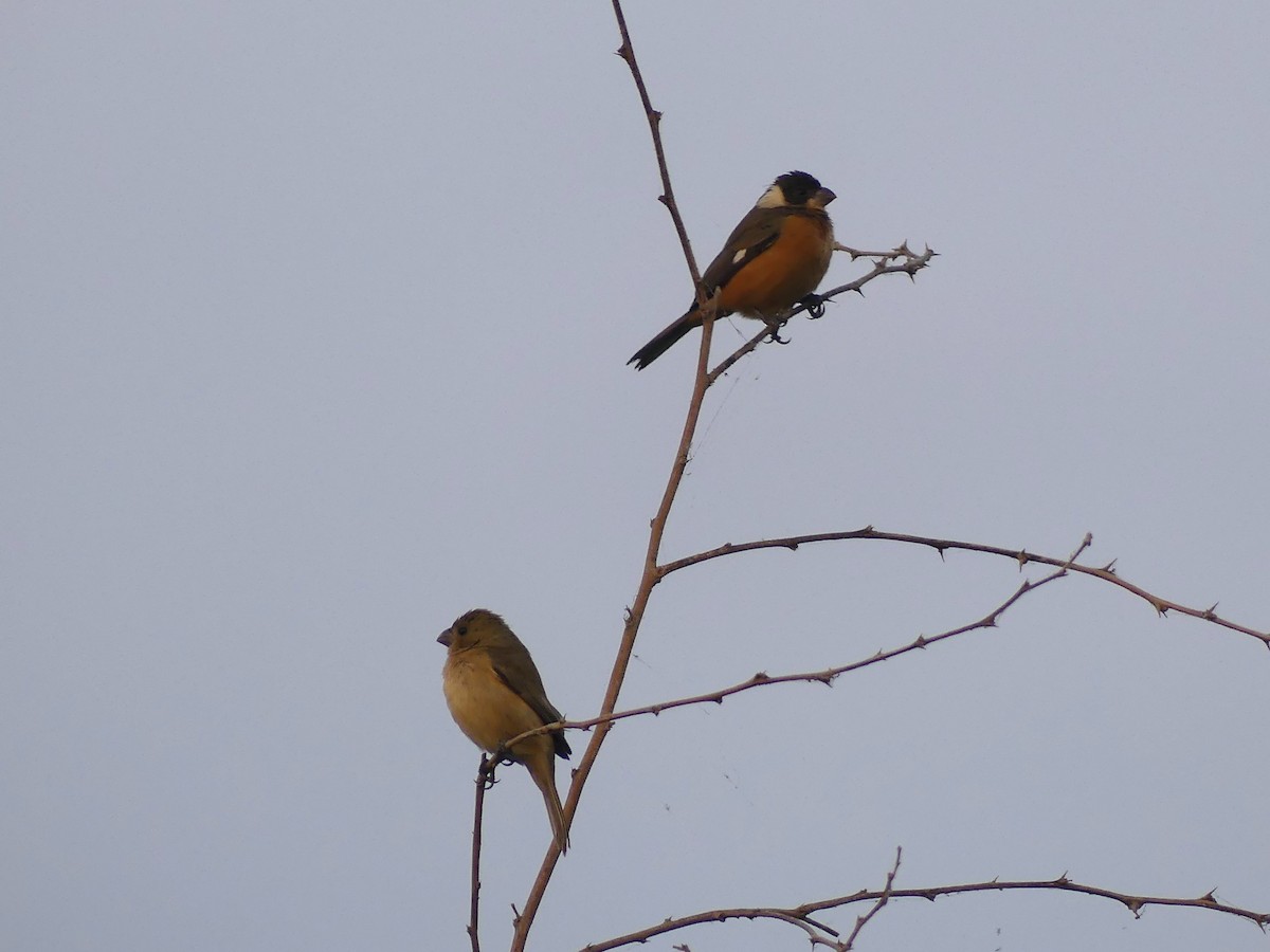 Cinnamon-rumped Seedeater - ML620476583