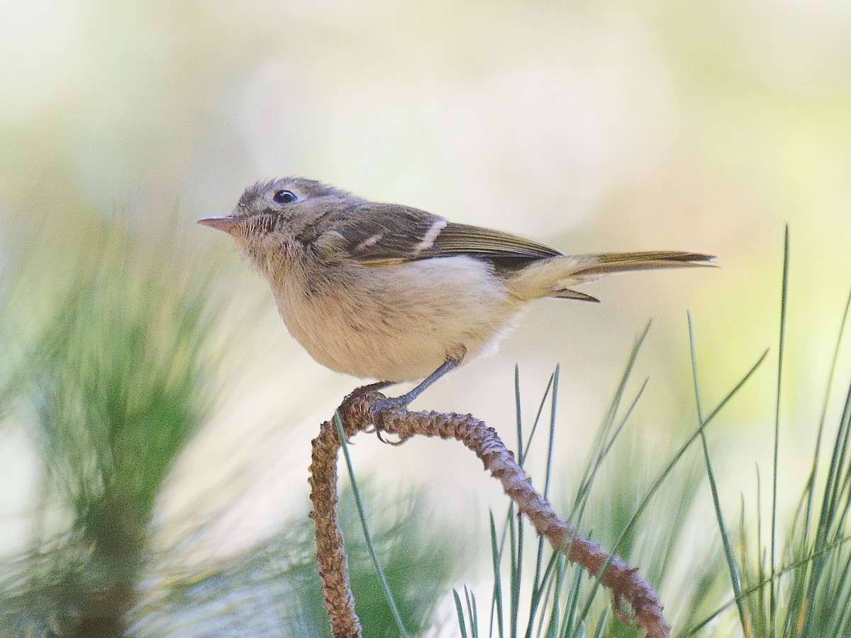 Hutton's Vireo (Pacific) - ML620476584