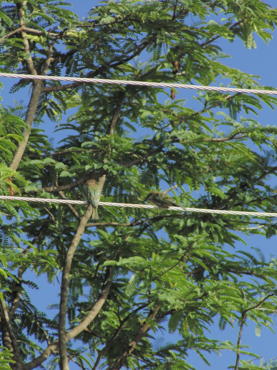 Asian Green Bee-eater - ML620476585