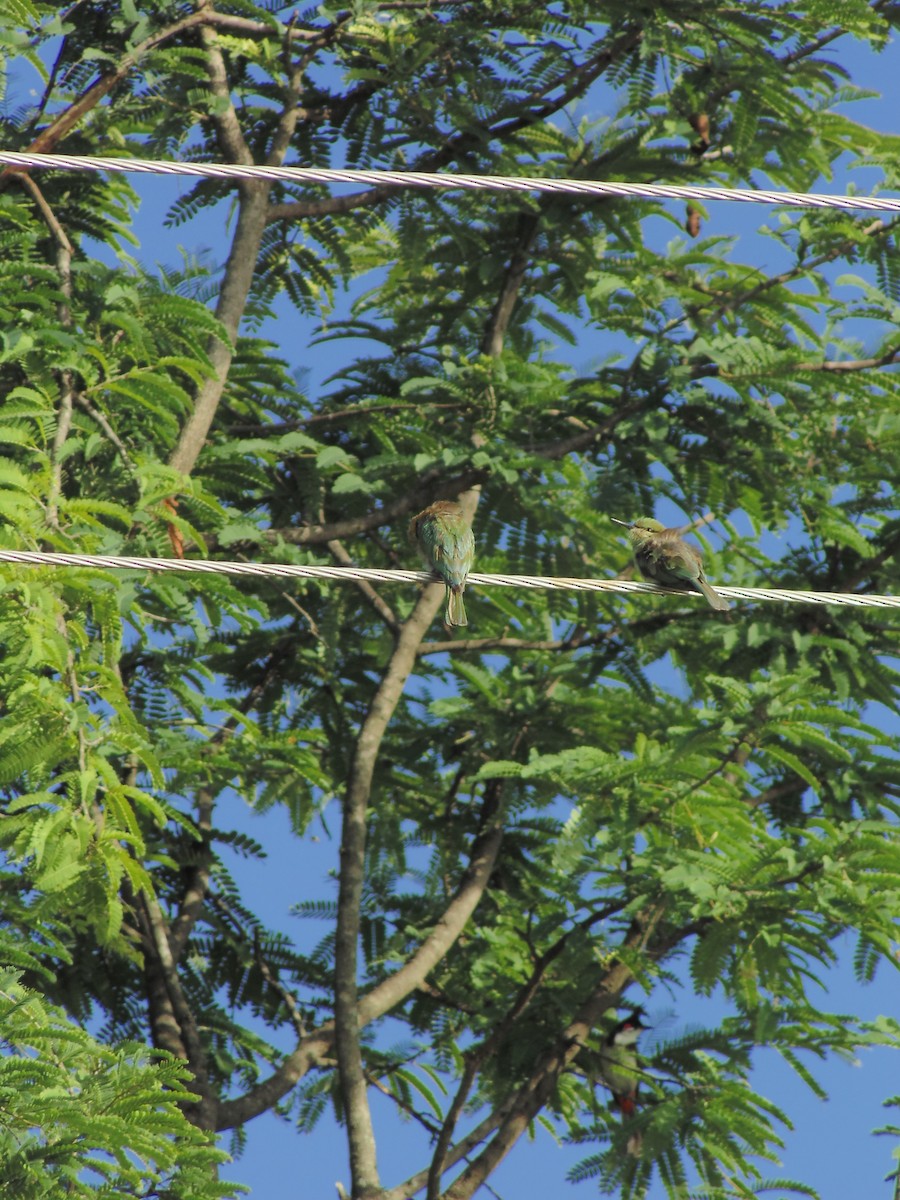 Asian Green Bee-eater - ML620476586