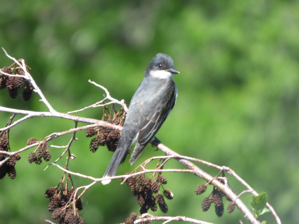 Eastern Kingbird - ML620476595