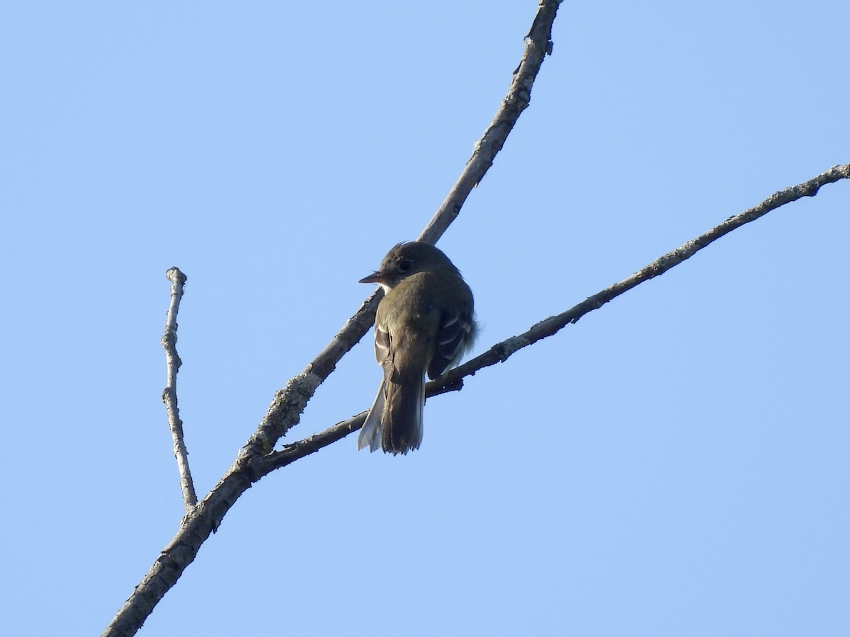 Alder Flycatcher - ML620476596