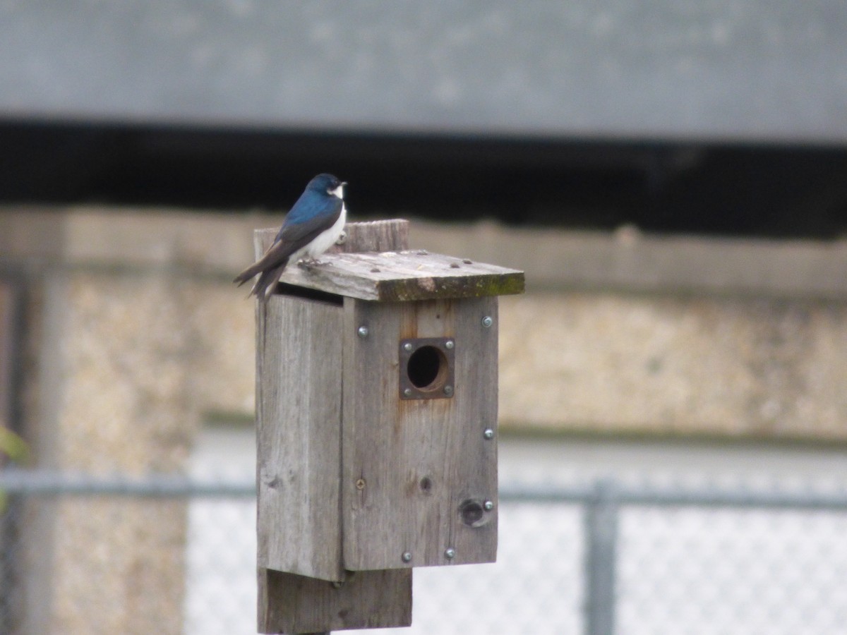 Tree Swallow - ML620476601