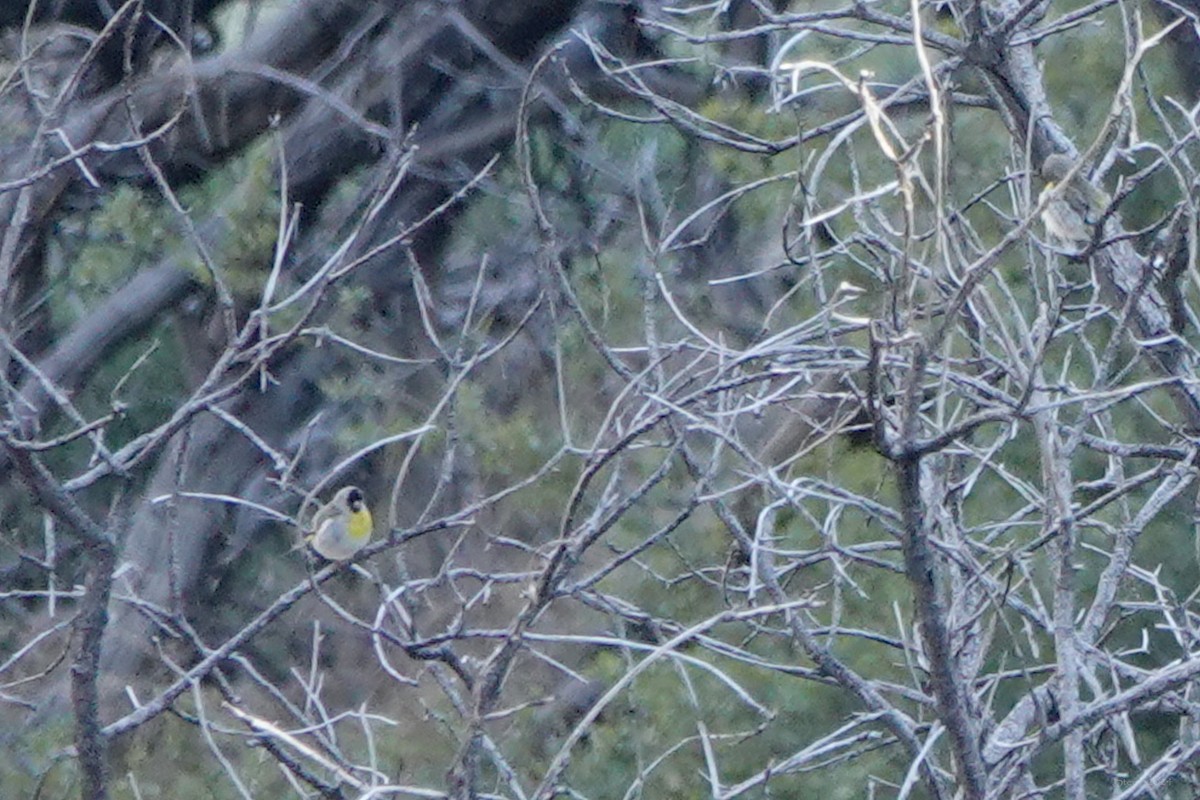 Lawrence's Goldfinch - ML620476605