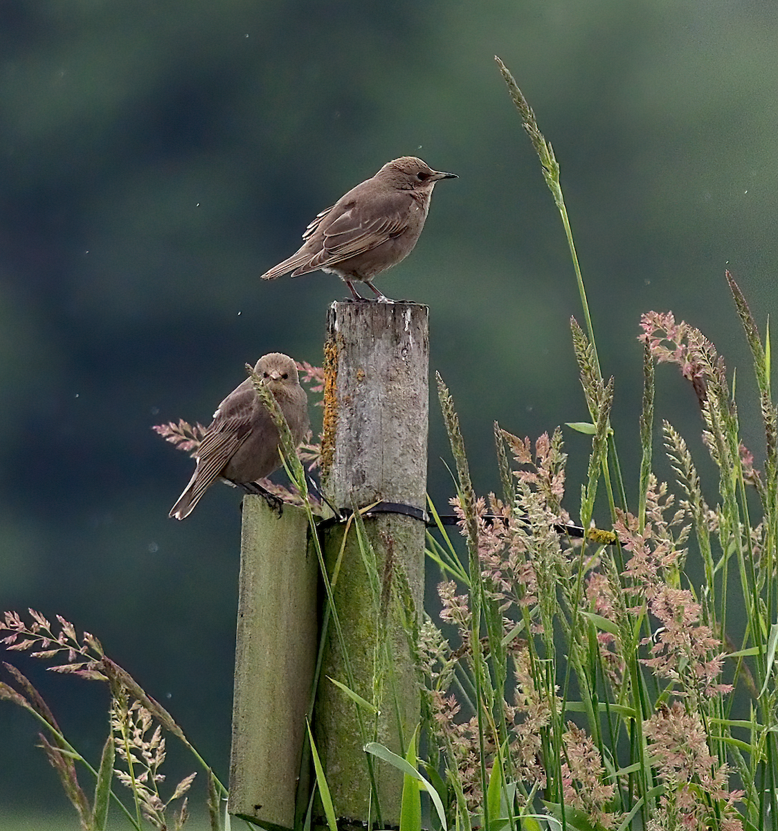 European Starling - ML620476606