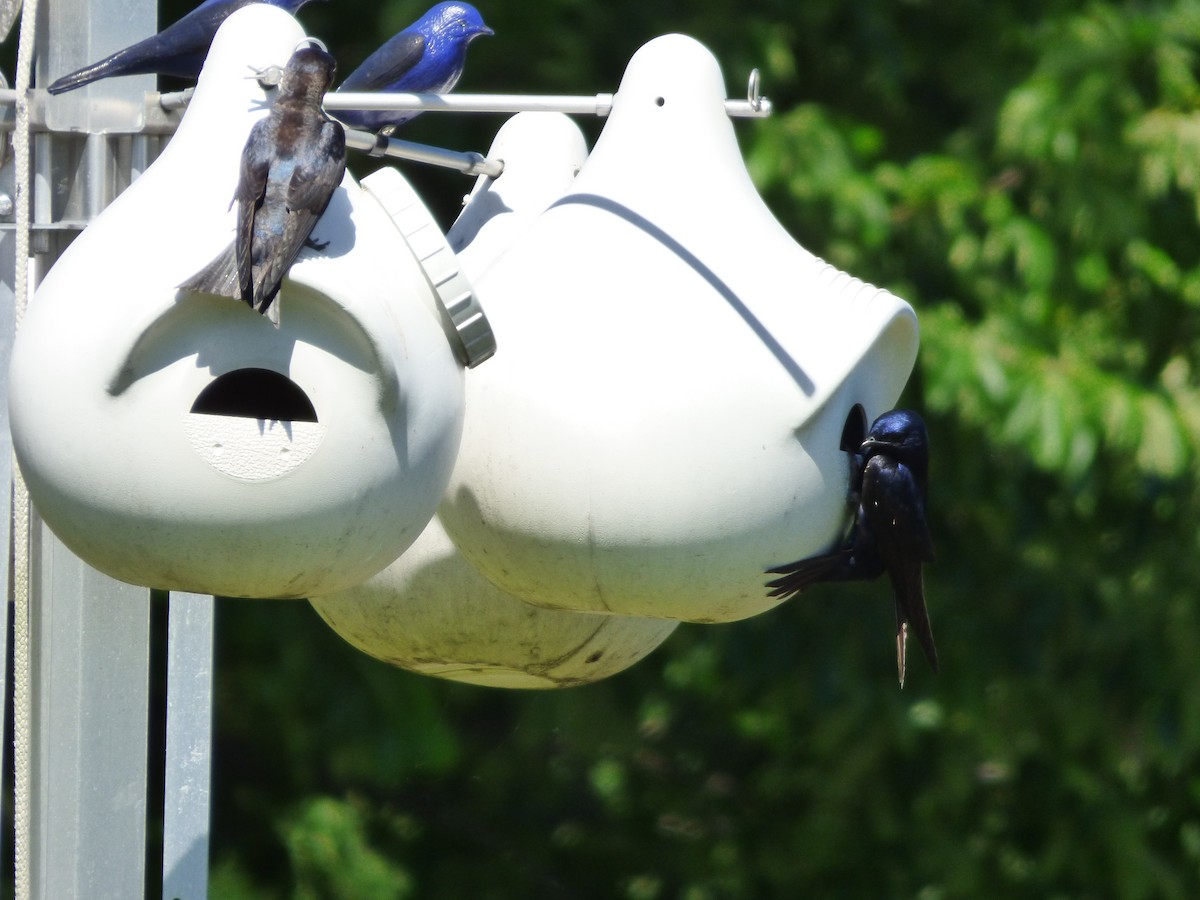 Purple Martin - ML620476610