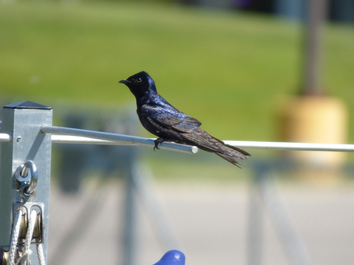 Purple Martin - ML620476611