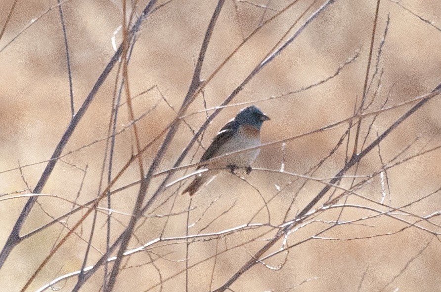 Lazuli Bunting - ML620476614