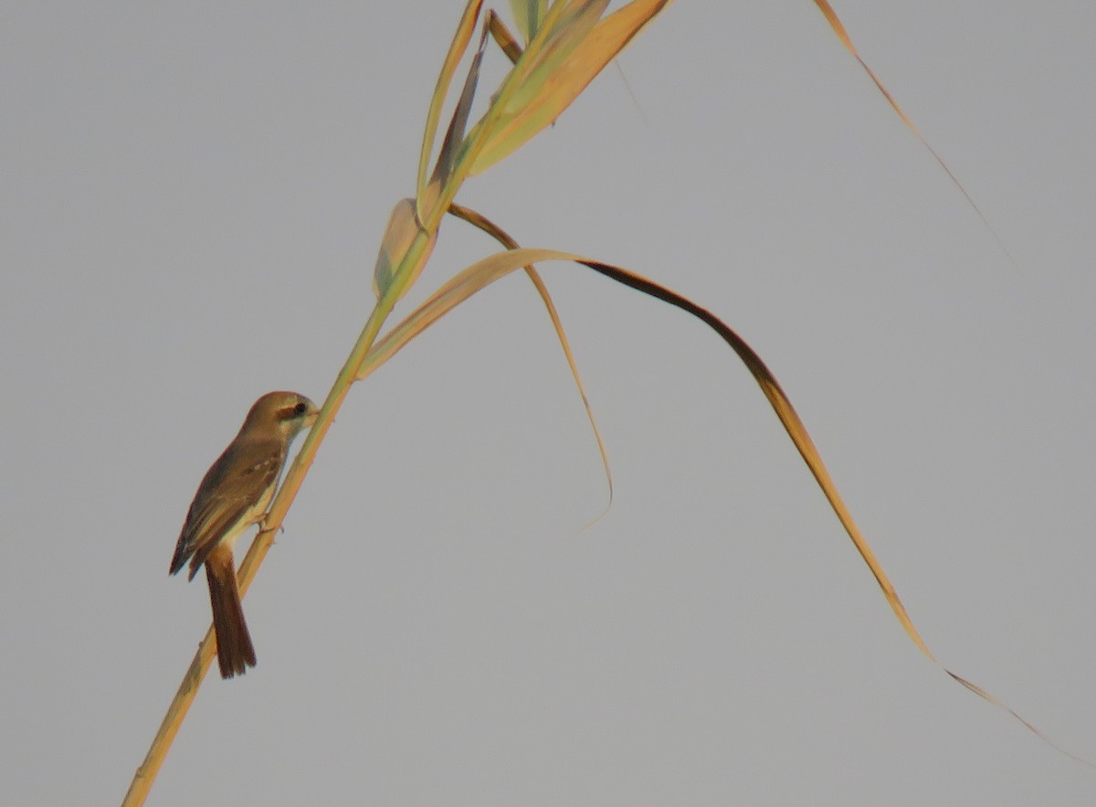 Isabelline Shrike - ML620476619