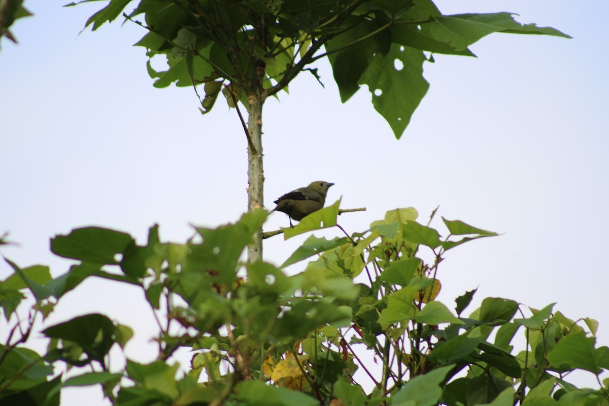 Palm Tanager - ML620476621