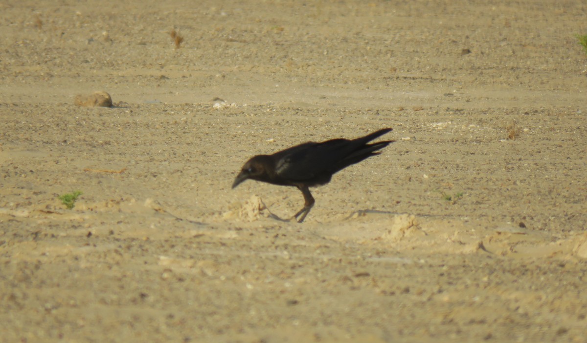 Brown-necked Raven - ML620476623