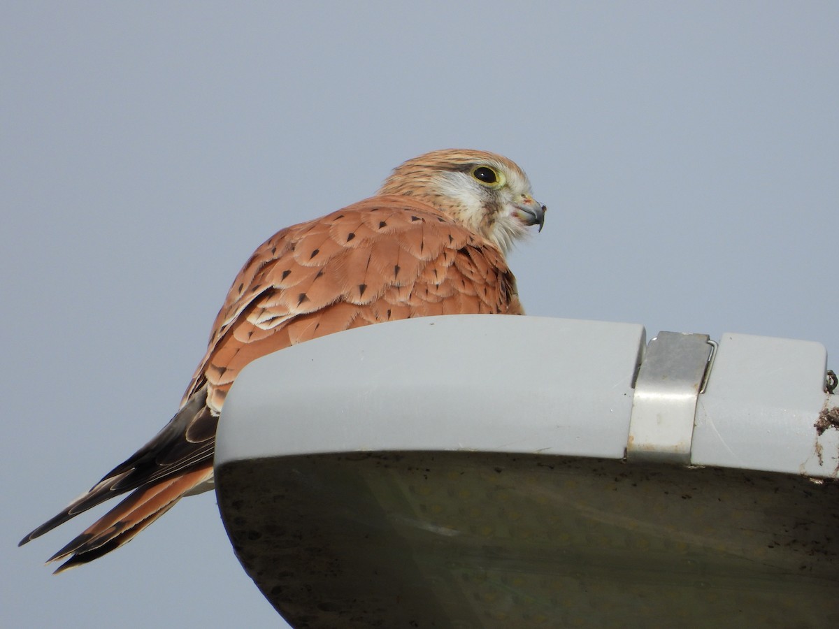 Nankeen Kestrel - ML620476625