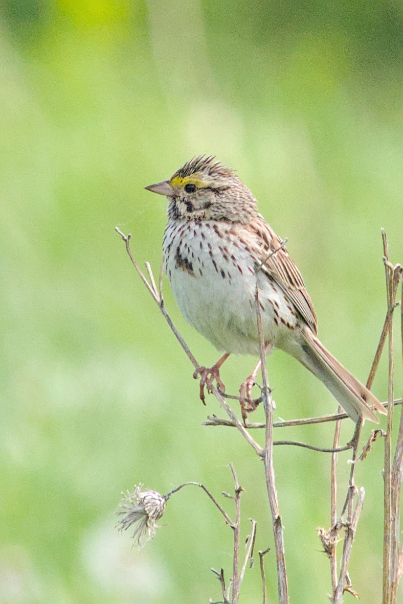 Savannah Sparrow - ML620476629