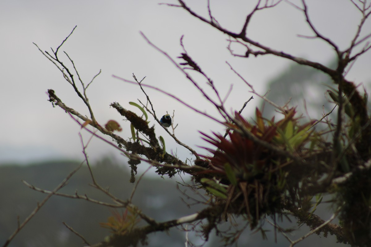 Golden-hooded Tanager - ML620476630