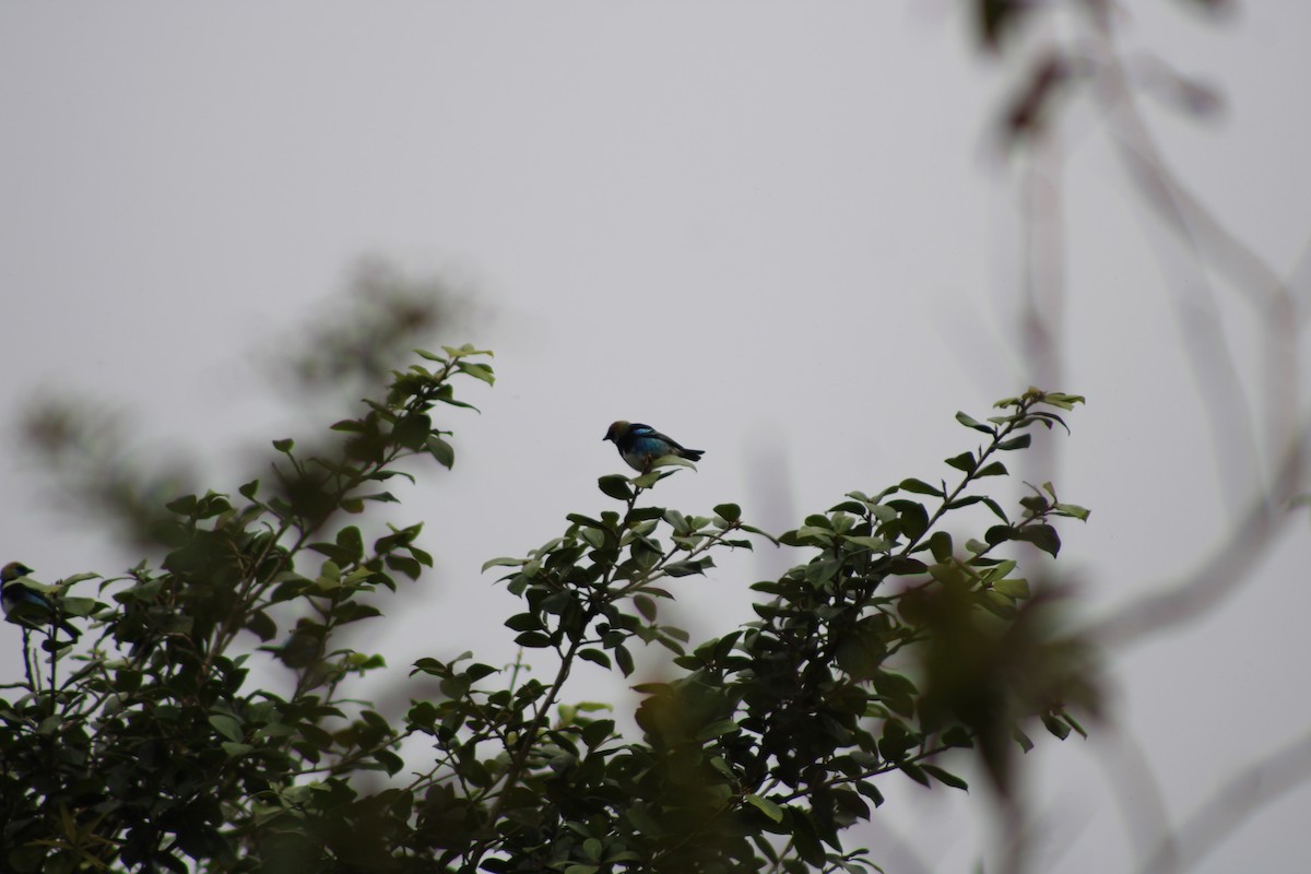 Golden-hooded Tanager - ML620476632