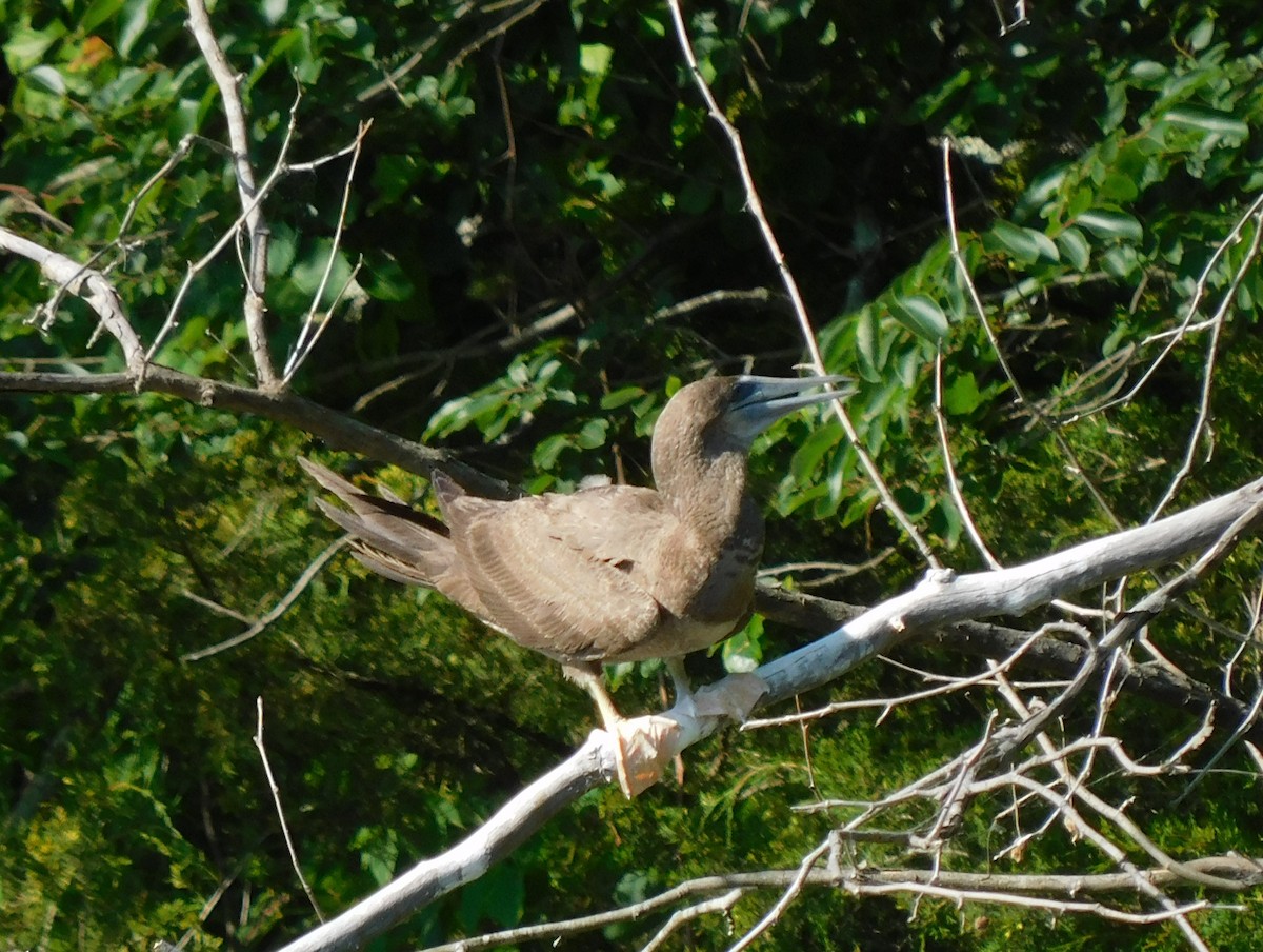 Brown Booby - ML620476634