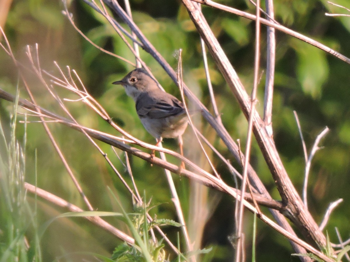 Greater Whitethroat - ML620476635