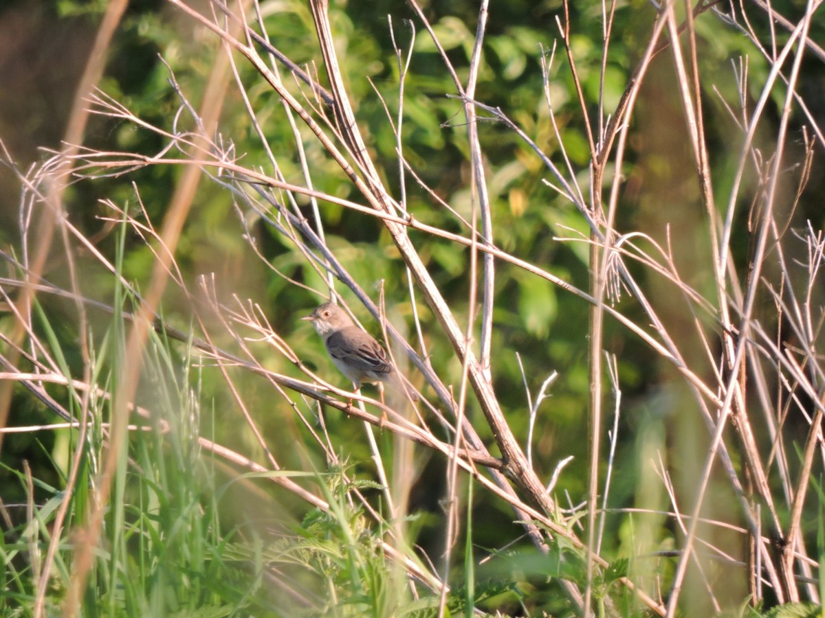 Greater Whitethroat - ML620476636