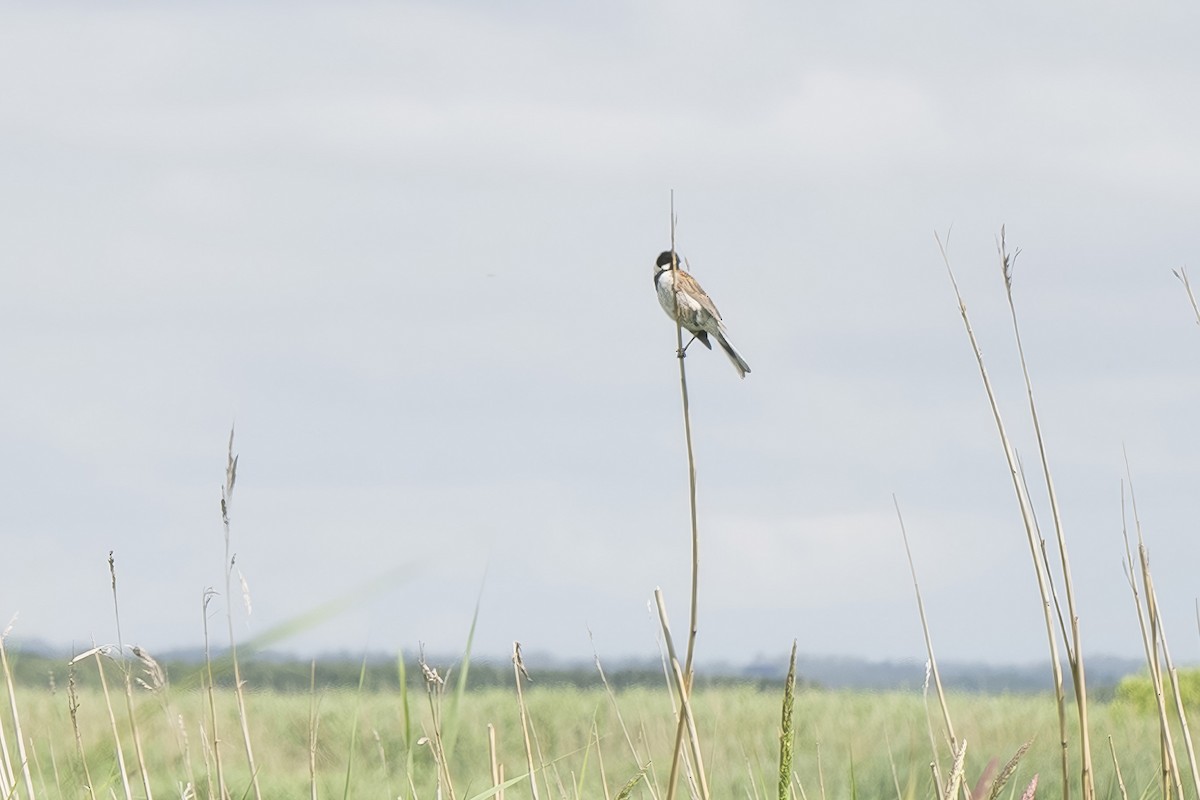 Reed Bunting - ML620476642