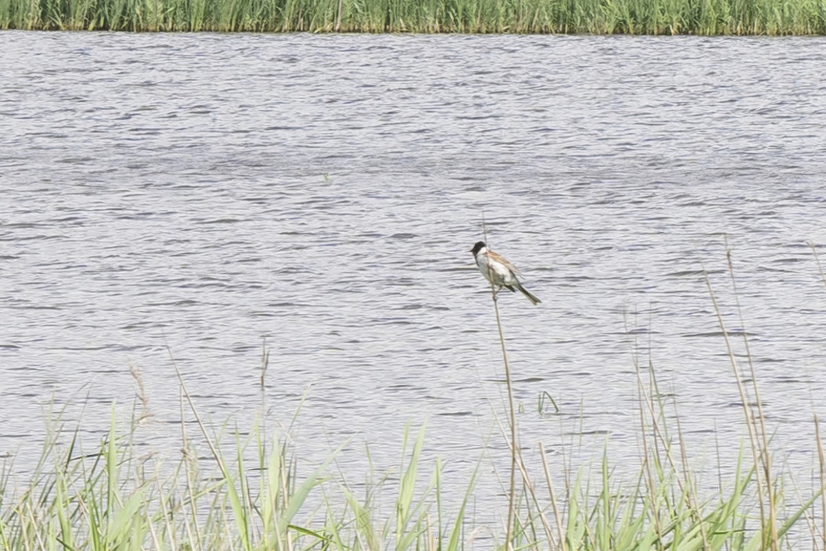 Reed Bunting - ML620476644